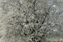 IMG_4655